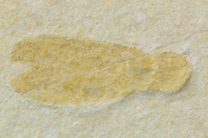 Jurassic Fossil Insect (Lacewing) - Solnhofen Limestone #52505